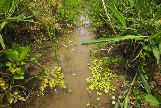 田んぼの水路とウキクサ の写真素材 イラスト素材 アマナイメージズ 田んぼの水路とウキクサ の写真素材 イラスト素材 アマナイメージズ