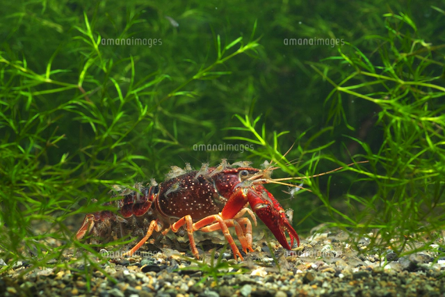 心臓穿ちのヴェル　銅製　ザリガニ　在銘 Sweet Cherry Balsamico Artisan Vinegar | California Olive Ranch