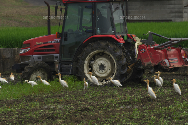 アマサギ 大型の動物が移動する際に飛び出してくる小動物を目当てに後をつける また 耕運機の後をつける の写真素材 イラスト素材 アマナイメージズ