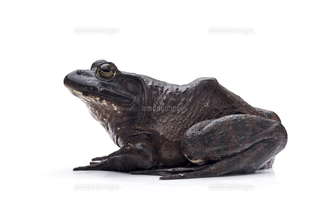 ウシガエル[32137005996]の写真・イラスト素材｜アマナイメージズ