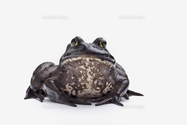 ウシガエル[32137005996]の写真・イラスト素材｜アマナイメージズ