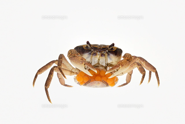 サワガニ[32137006989]の写真・イラスト素材｜アマナイメージズ