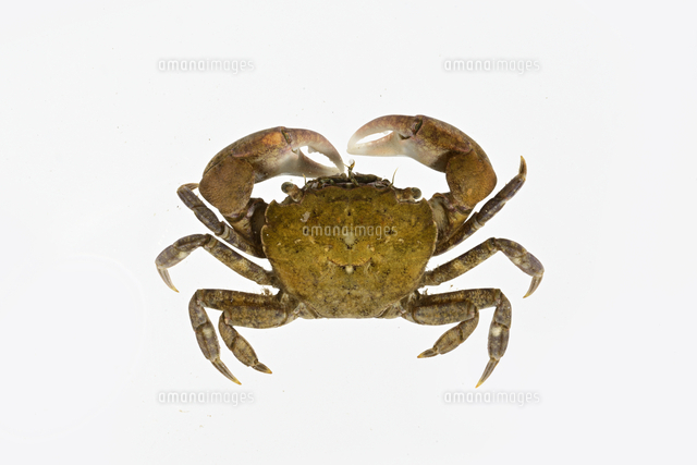 ヒライソガニ[32137007055]の写真・イラスト素材｜アマナイメージズ