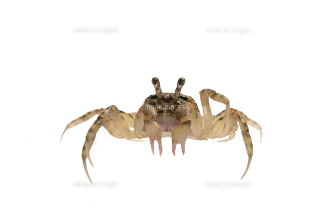 コメツキガニ[32137007111]の写真・イラスト素材｜アマナイメージズ