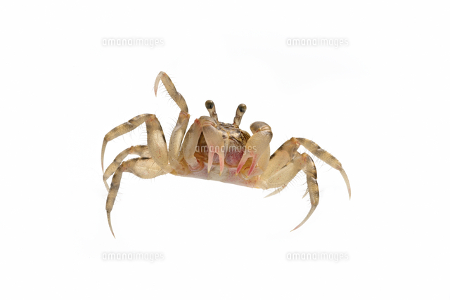 生物細密画（水彩）「コメツキガニ」 水彩画 生物細密画「コメツキガニ」 真作｜Yahoo!フリマ（旧PayPayフリマ）