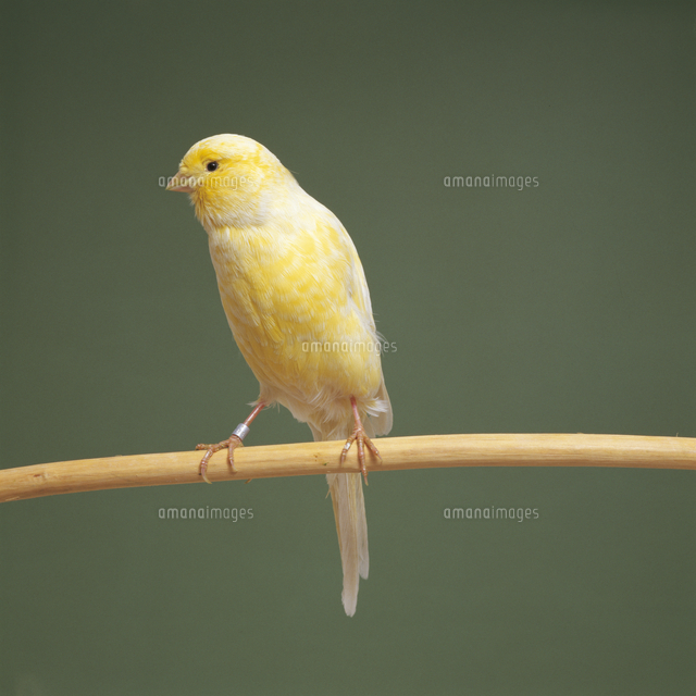 カナリア ヨークシャー の写真素材 イラスト素材 アマナイメージズ