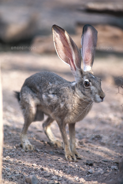 オグロジャックウサギ の写真素材 イラスト素材 アマナイメージズ