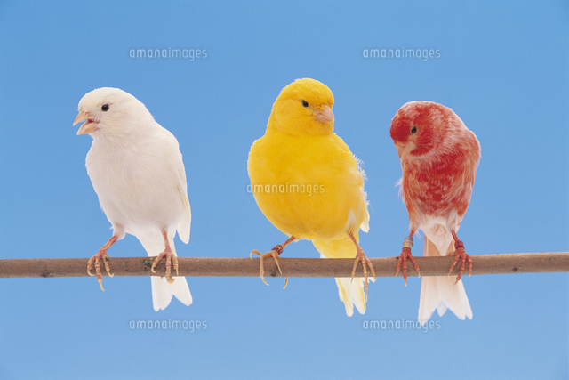 枝にとまる三色のカナリア の写真素材 イラスト素材 アマナイメージズ