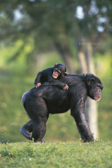 チンパンジーの親子：子を背に乗せて歩く母[32141000200]の写真