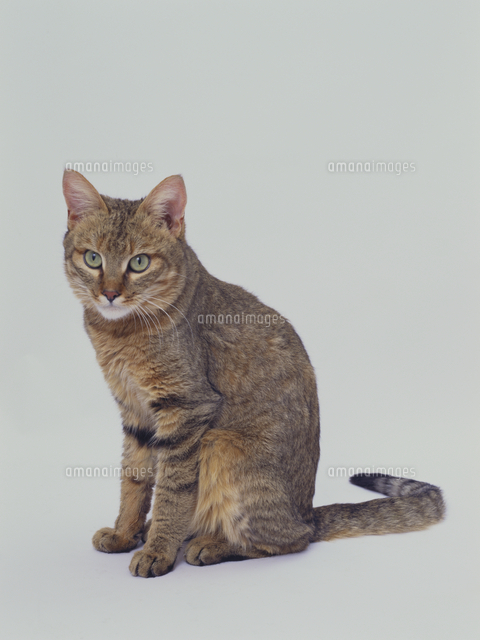 リビアヤマネコ の写真素材 イラスト素材 アマナイメージズ