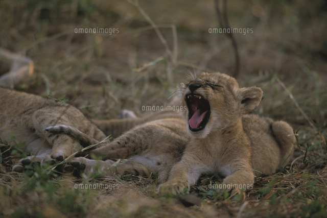 あくびをするライオンの子供 の写真素材 イラスト素材 アマナイメージズ