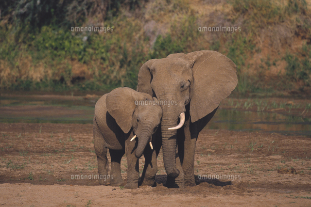 アフリカゾウ 親子[32141000280]の写真・イラスト素材｜アマナイメージズ