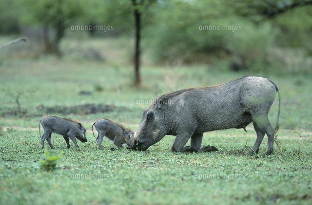 イボイノシシの親子[32141000459]の写真・イラスト素材｜アマナイメージズ