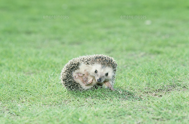 ナミハリネズミ の写真素材 イラスト素材 アマナイメージズ