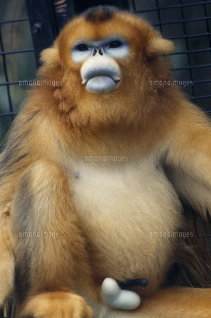 キンシコウの顔 の写真素材 イラスト素材 アマナイメージズ