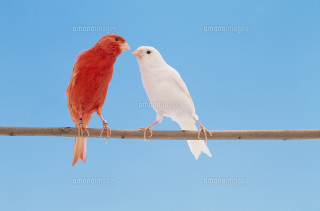 カナリア の写真素材 イラスト素材 アマナイメージズ