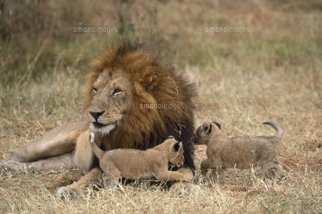 ライオン親子 ライオンのオス親と子[32141000646]の写真・イラスト素材
