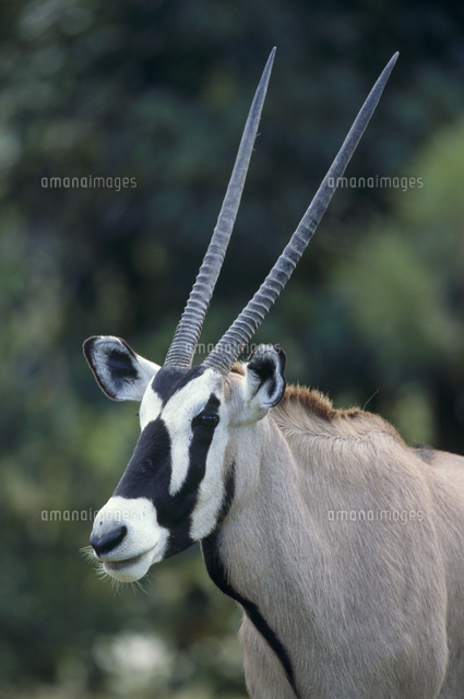 オリックス（ゲムズボック）の角[32141000690]の写真・イラスト素材