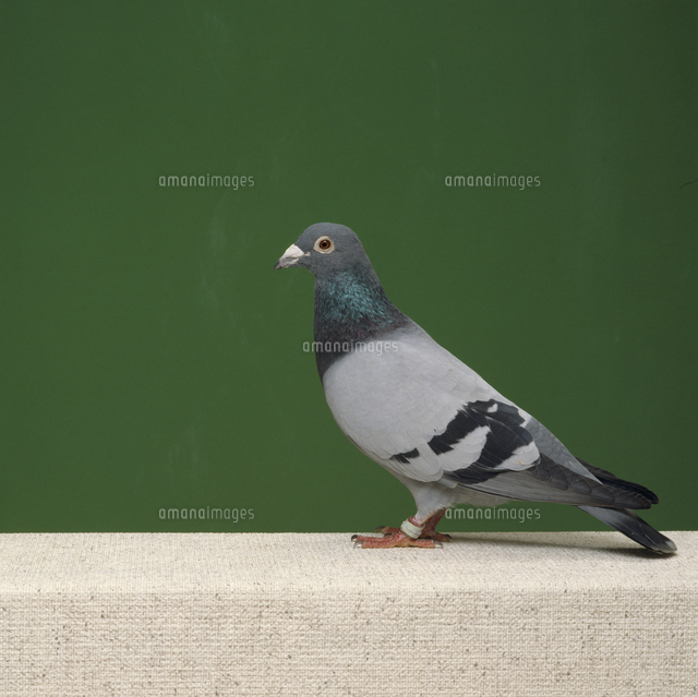 レース鳩 灰（ヴァンデンブッソン系） カワラバトに近い羽色