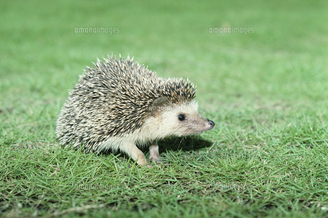 ナミハリネズミ の写真素材 イラスト素材 アマナイメージズ