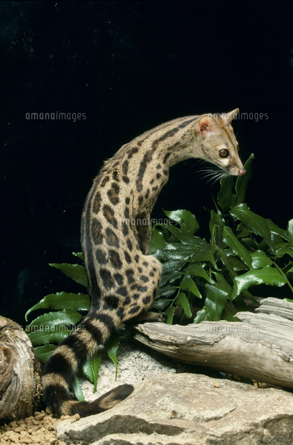 オオブチジェネット の写真素材 イラスト素材 アマナイメージズ