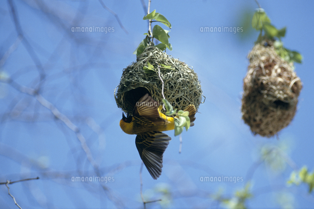 ノドグロキハタオリ（メンガタハタオリ）[32141000829]の写真
