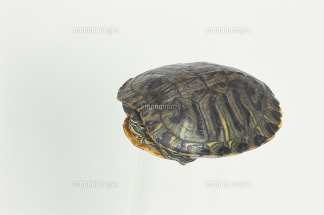 ミシシッピアカミミガメ（ミドリガメ） 閉じた状態[32141000849]の写真