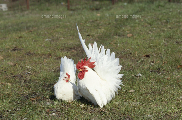 ニワトリ 品種：黄斑プリマスロック[32141000803]の写真・イラスト素材