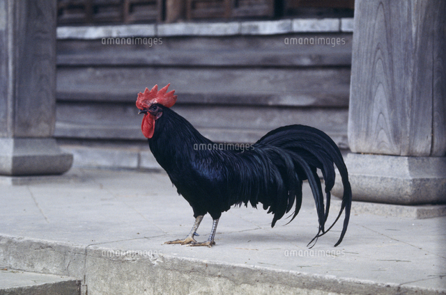 黒いニワトリ 黒いニワトリ