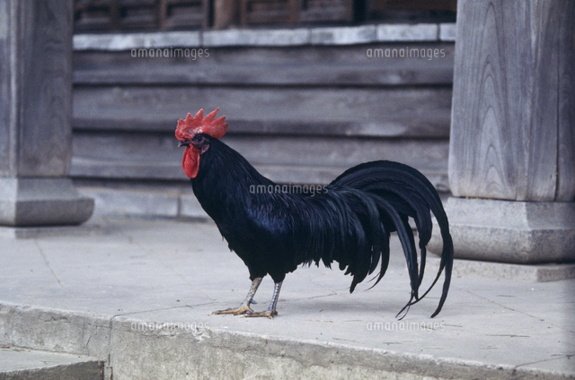 ニワトリ 品種：黄斑プリマスロック[32141000803]の写真・イラスト素材