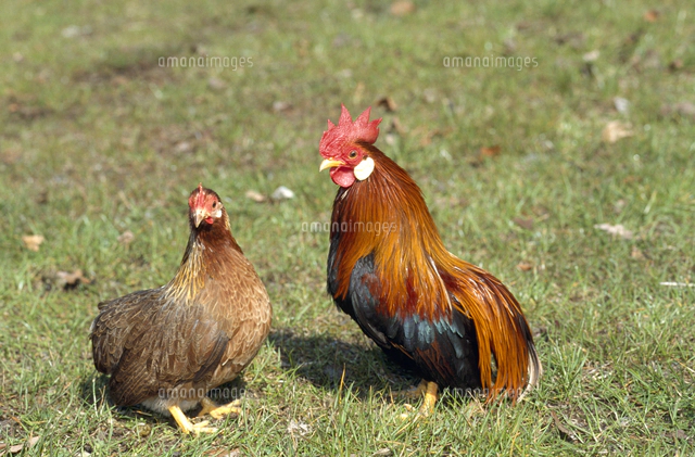 ニワトリ ニワトリ 品種：黄斑プリマスロック[32141000803]の写真・イラスト素材