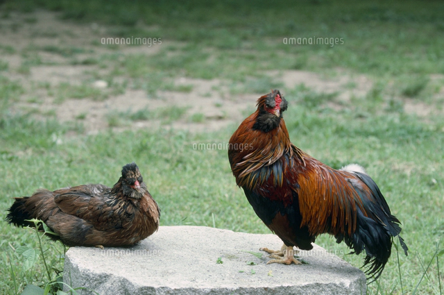 ニワトリ 品種：黄斑プリマスロック[32141000803]の写真・イラスト素材