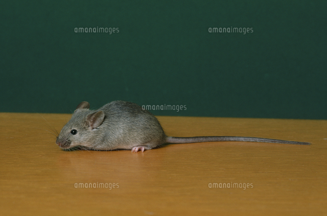 ハツカネズミ 灰色（yy）[32141000932]の写真・イラスト素材
