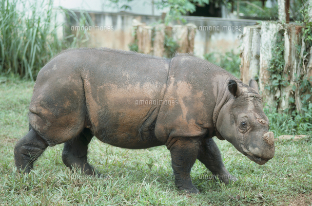 スマトラサイ の写真素材 イラスト素材 アマナイメージズ