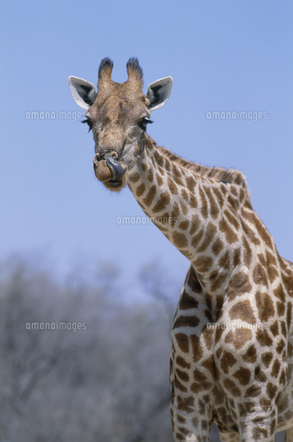 キタローデシアキリン の写真素材 イラスト素材 アマナイメージズ