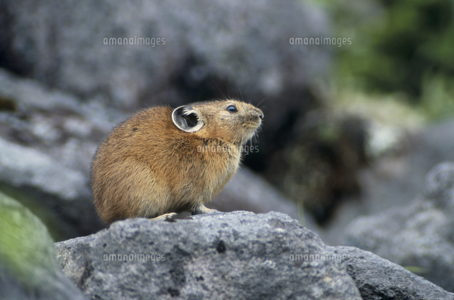 エゾナキウサギ の写真素材 イラスト素材 アマナイメージズ