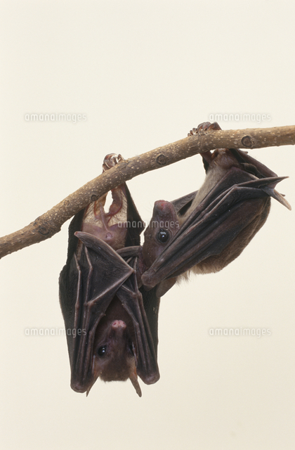 コバナフルーツコウモリ[32141001076]の写真・イラスト素材｜アマナ