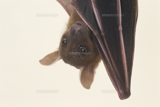 コイヌガオフルーツコウモリ[32141001077]の写真・イラスト素材