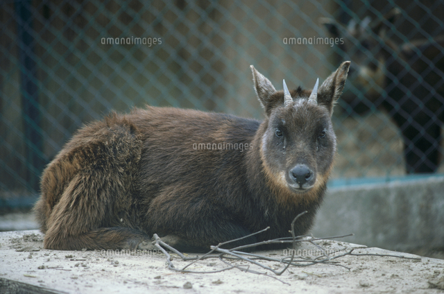 タイワンカモシカ の写真素材 イラスト素材 アマナイメージズ