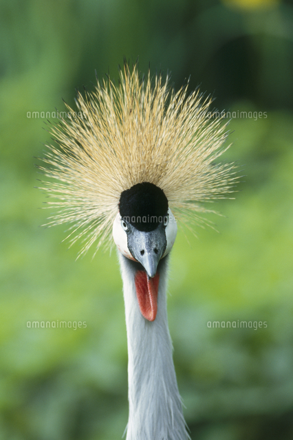 ホオジロカンムリヅル の写真素材 イラスト素材 アマナイメージズ