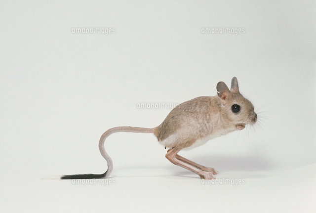オオミユビトビネズミ（Greater Egyptian jerboa）頭骨 オオミユビトビネズミ[32141001344]の写真・イラスト素材｜アマナ