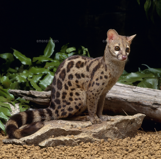 オオブチジェネット の写真素材 イラスト素材 アマナイメージズ