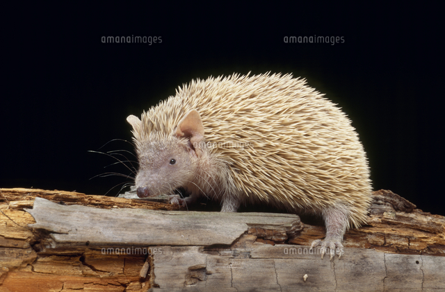 ヒメハリテンレック の写真素材 イラスト素材 アマナイメージズ