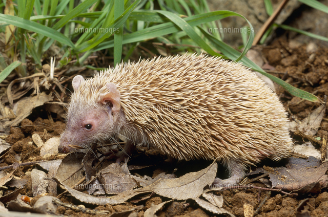 ヒメハリテンレック の写真素材 イラスト素材 アマナイメージズ