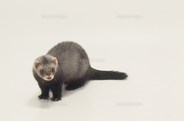 フェレット の写真素材 イラスト素材 アマナイメージズ