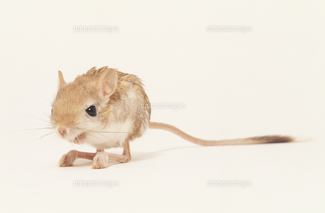 ヒメミユビトビネズミ （Lesser Egyptian jerboa）頭骨 ヒメミユビトビネズミ[32141001607]の写真・イラスト素材｜アマナ