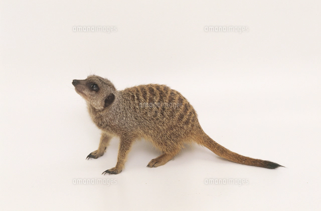 ミーアキャット（スリカータ）[32141001713]の写真・イラスト素材