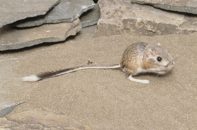 オオカンガルーネズミ の写真素材 イラスト素材 アマナイメージズ