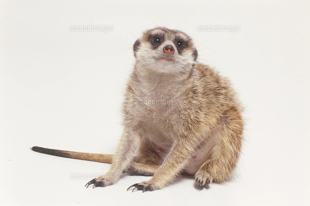 みーやきゃっと ミーアキャット（スリカータ）[32141001713]の写真・イラスト素材