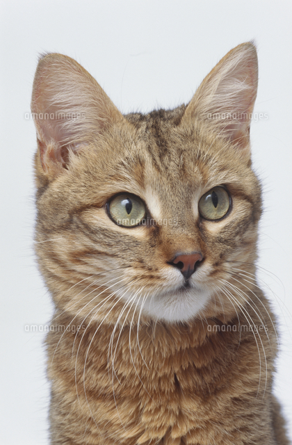 リビアヤマネコ の写真素材 イラスト素材 アマナイメージズ